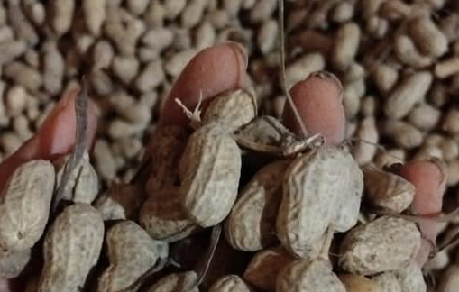 kacang tanah